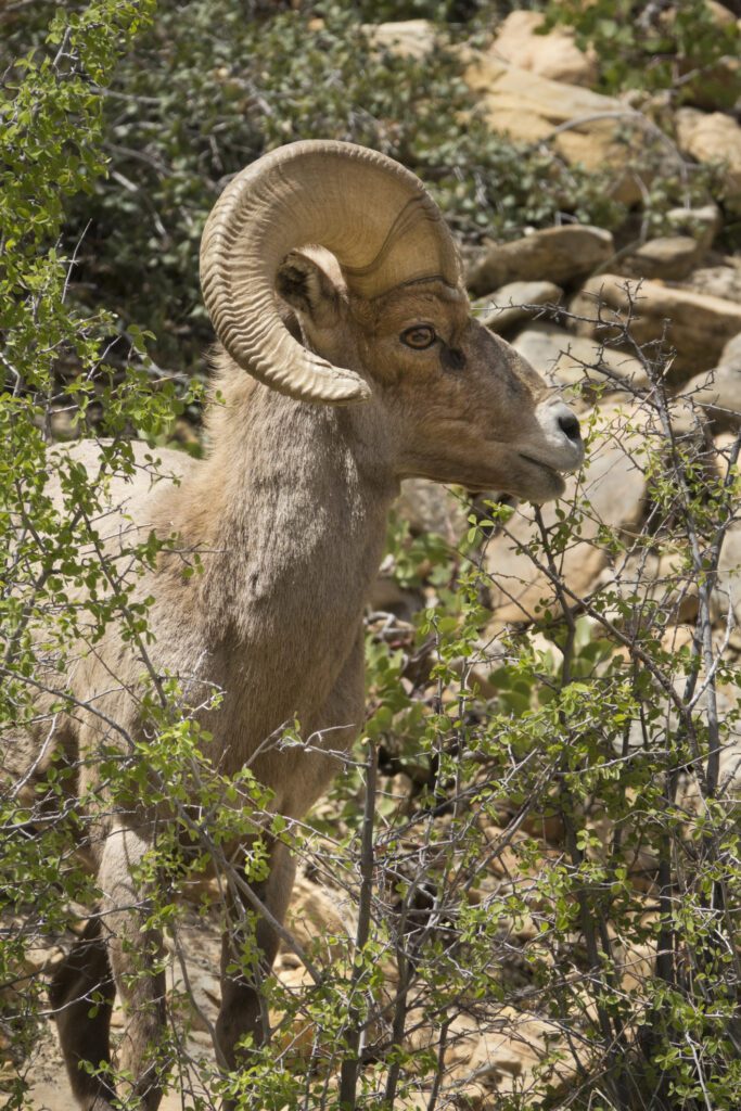 Banquet Tickets Utah Wild Sheep Foundation