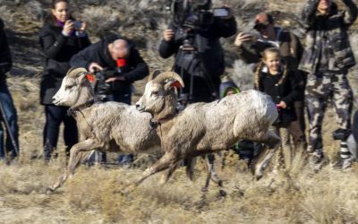 About Utah Wild Sheep Foundation Membership