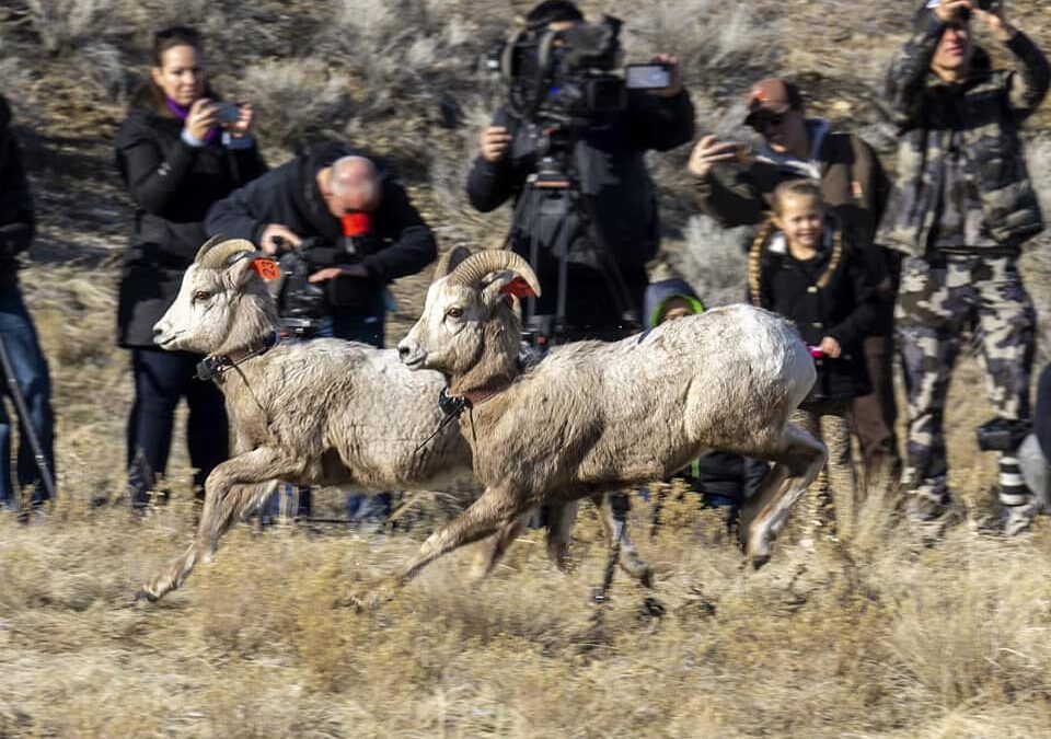 About Utah Wild Sheep Foundation Membership