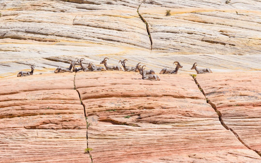 Bighorn Sheep on a Cliff in Zion National Park Utah