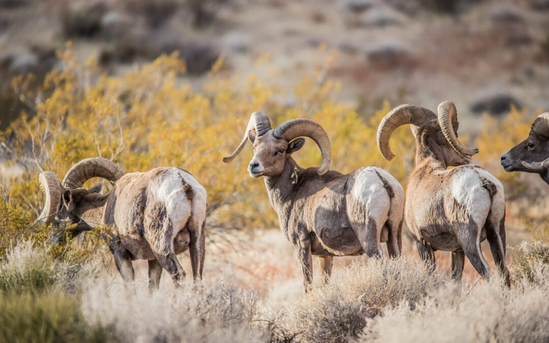 Desert Bighorn Sheep on Mountain in Utah