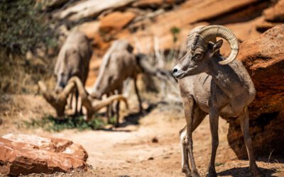 2023 Conservation Permits