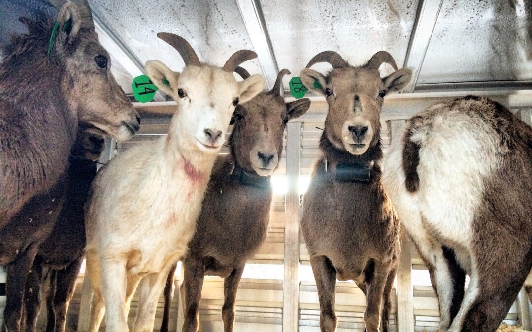 Sheep being transferred from bighorn sheep nurseries to existing herds on Utah mountains