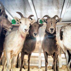 Sheep being transferred from bighorn sheep nurseries to existing herds on Utah mountains