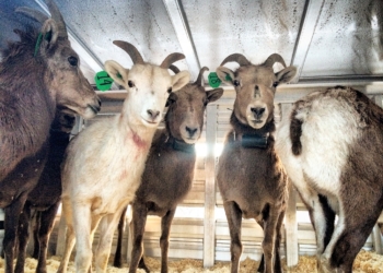 Sponsorships & Donations in Lieu of Attendance