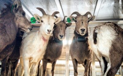 Bighorn Sheep Nurseries & Their Role in Wild Sheep Conservation