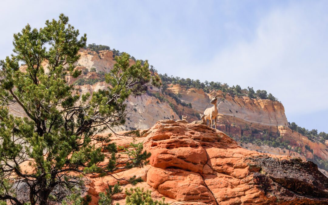 Conservation Methods for Bighorn Sheep in the United States