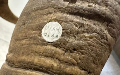 Utah Wild Sheep Foundation Horn Plugging Program