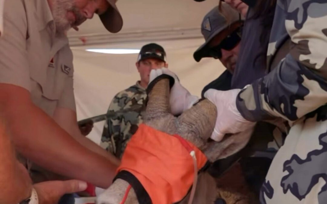 FROM NEVADA TO UTAH – 38 DESERT BIGORN NOW HAVE A NEW HOME