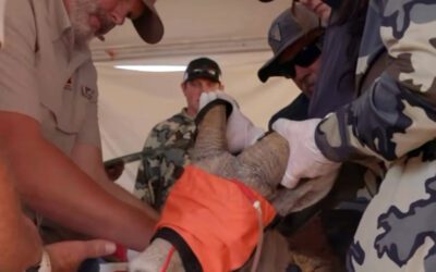 FROM NEVADA TO UTAH – 38 DESERT BIGORN NOW HAVE A NEW HOME